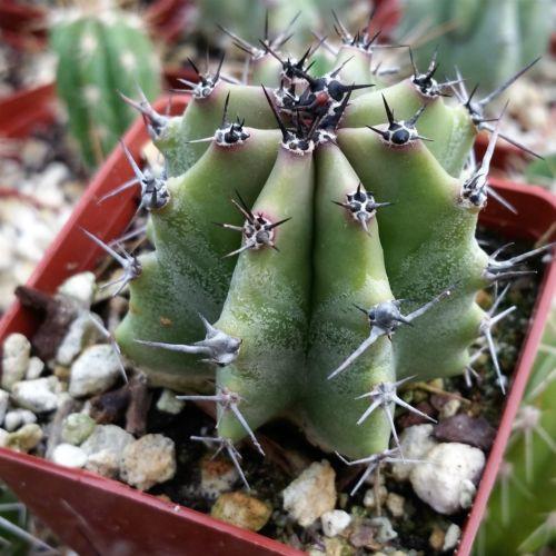 Lophosereus shotitz