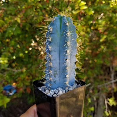 types of blue cactus Shop Brazilian Blue Cactus 'Pilosocereus azureus'