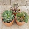 3- 2.5 inch succulents in terracotta pots