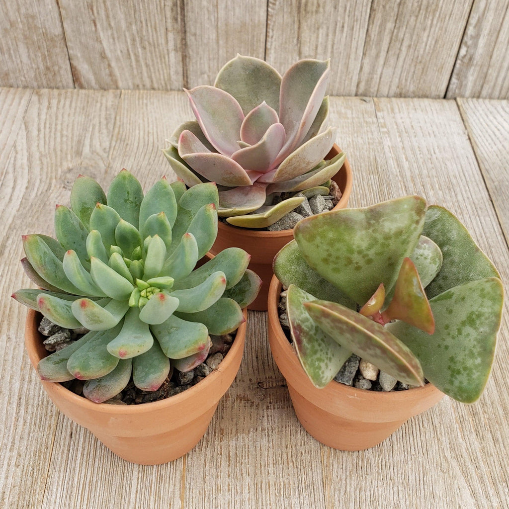 3- 2.5 inch succulents in terracotta pots