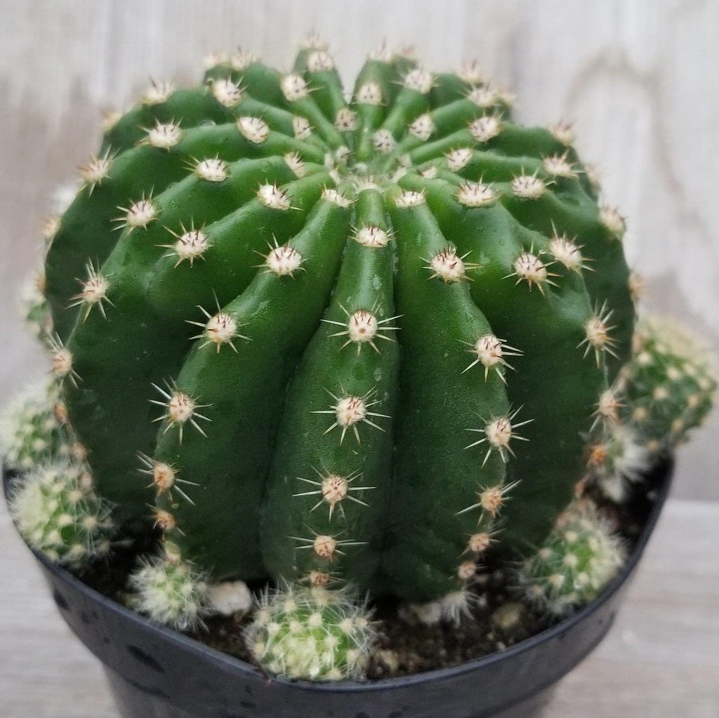 Echinobivia Hybrid Rainbow Bursts