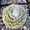 Cobweb Hens and Chicks - Sempervivum arachnoideum