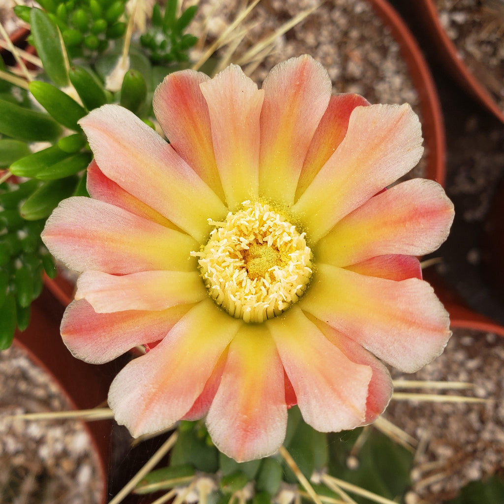 Austrocylindropuntia subulata monstrose cutting