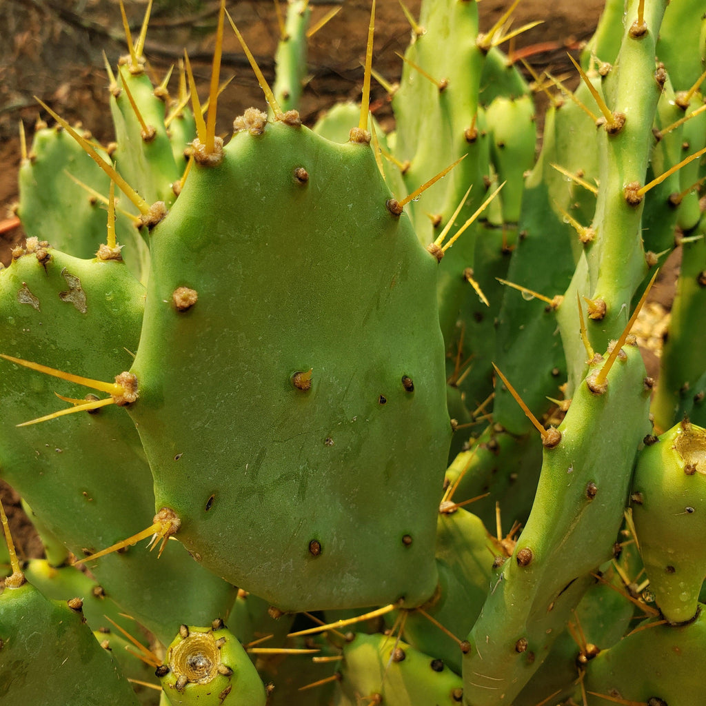Opuntia Desert Ace Pad