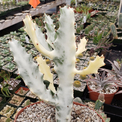 Euphorbia lactea variegata White Ghost Large