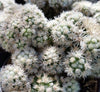 Mammillaria gracilis fragilis monstrose