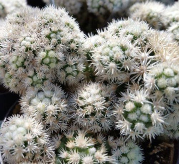 Buy Mammillaria Gracilis Fragilis Monstrose
