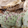 Opuntia macrocentra cutting