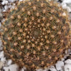 Rebutia marsoneri