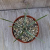 Agave stricta ‘Hedgehog Agave’