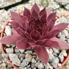 Sempervivum rojo red Hens and Chicks