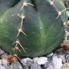 Echinocereus knippelanius orcutt