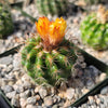 Parodia tredecimcostata