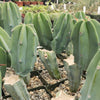 Myrtillocactus geometrizans trimmed