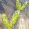 Cylindropuntia Imbricata cholla unrooted cuttings