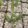 Huernia thuretii