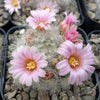 Mammillaria glassii v. ascensionis