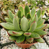 Echeveria agavoides