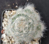 Mammillaria glassii v. ascensionis