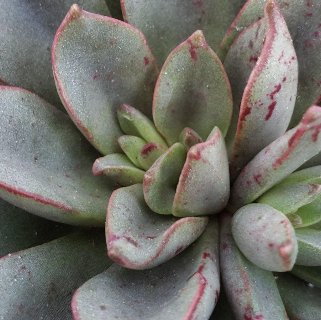 Echeveria moranii