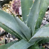 Agave nussaviorum Large