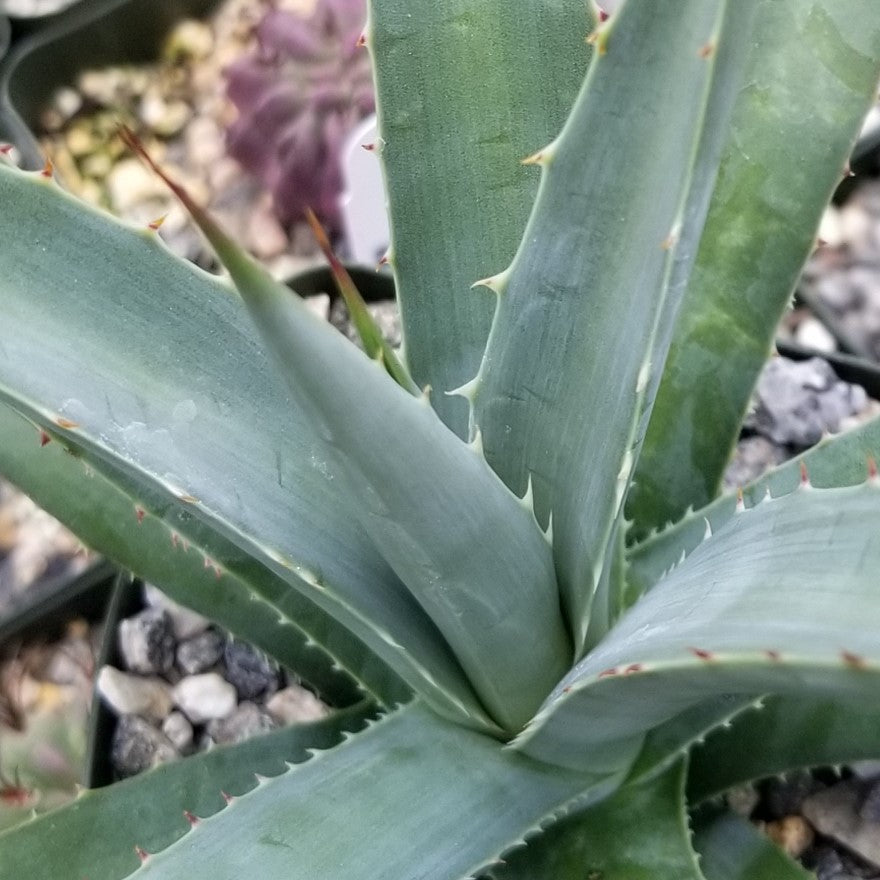 Agave nussaviorum Large