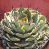 Variegated Butterfly Agave - Agave potatorum &