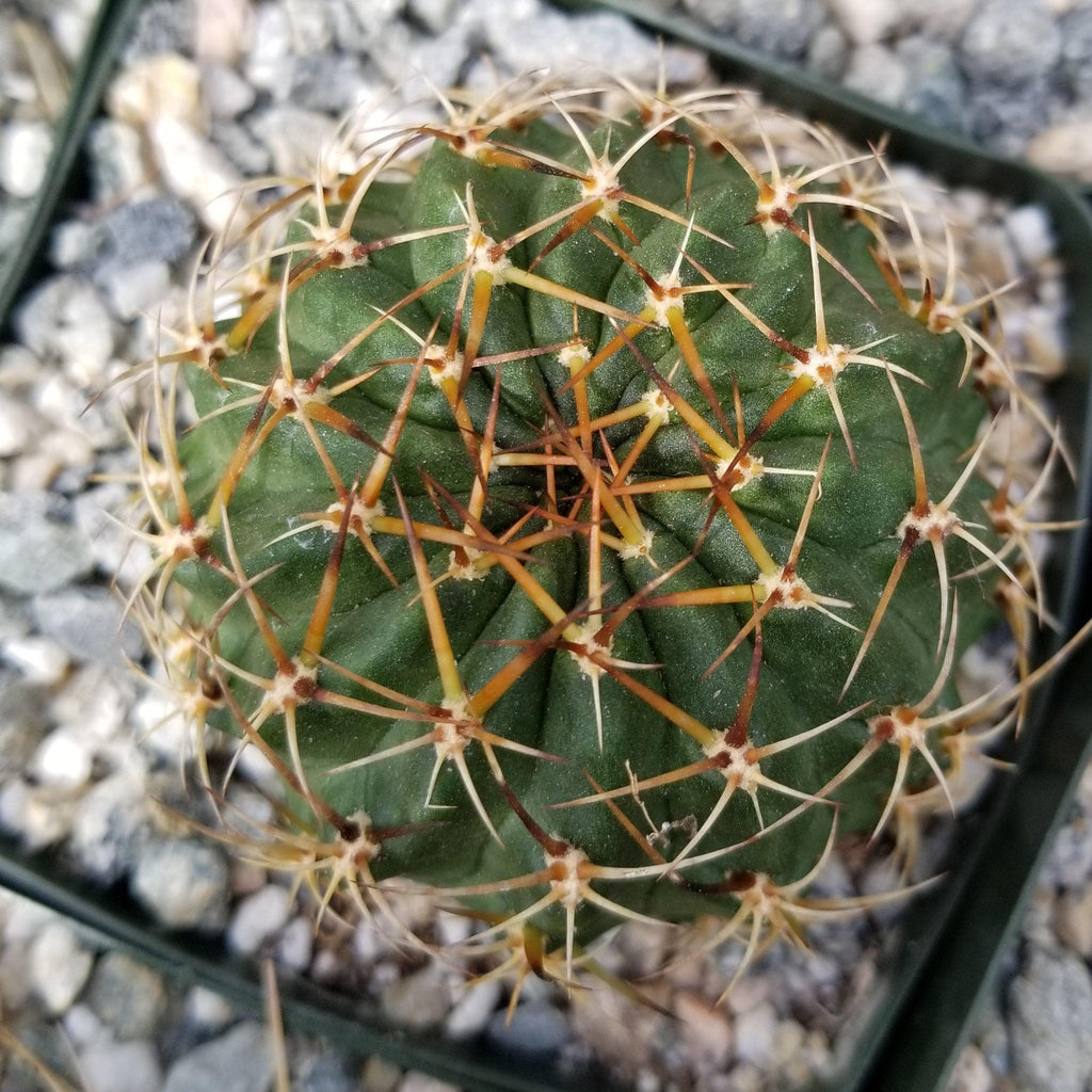 Lobivia oxyalabastra