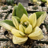 Haworthia cymbiformis variegata