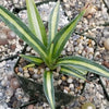 Sisal Century Plant - Agave sisalana mediopicta