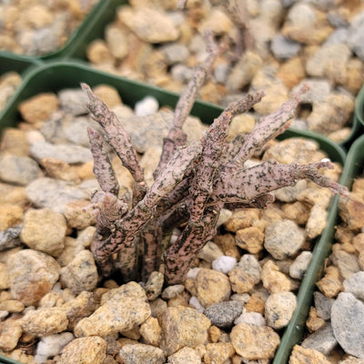 Euphorbia platyclada dead plant