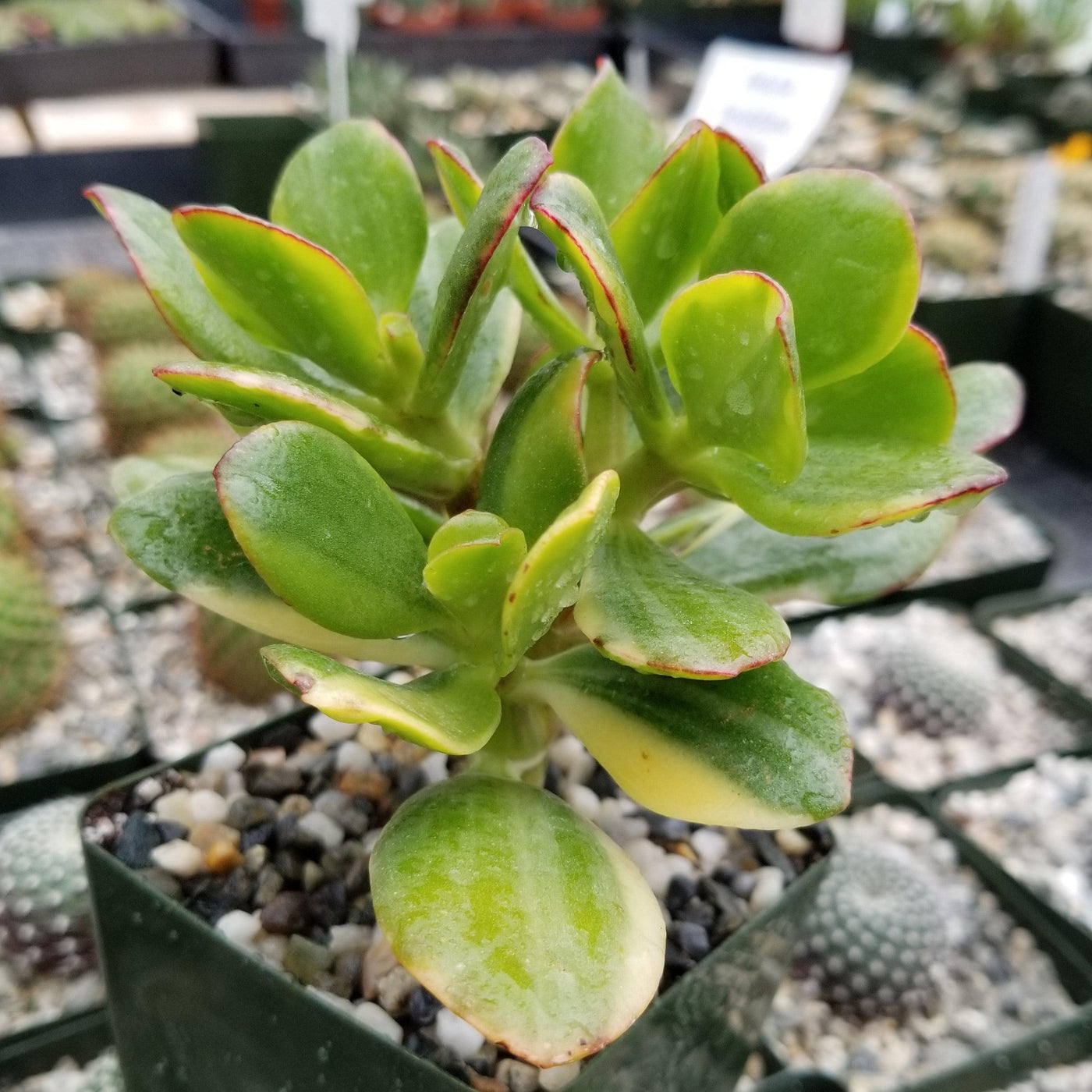 lemon jade plant Easy-Care Crassula oblicua Lemon n Lime | Shop Online