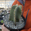 Cereus peruvianus spiralis twist