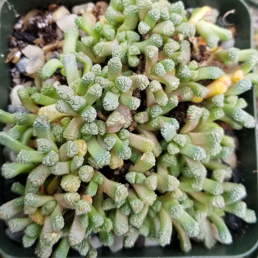 Neohenricia sibbettii