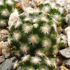 Mammillaria saboae haudeana