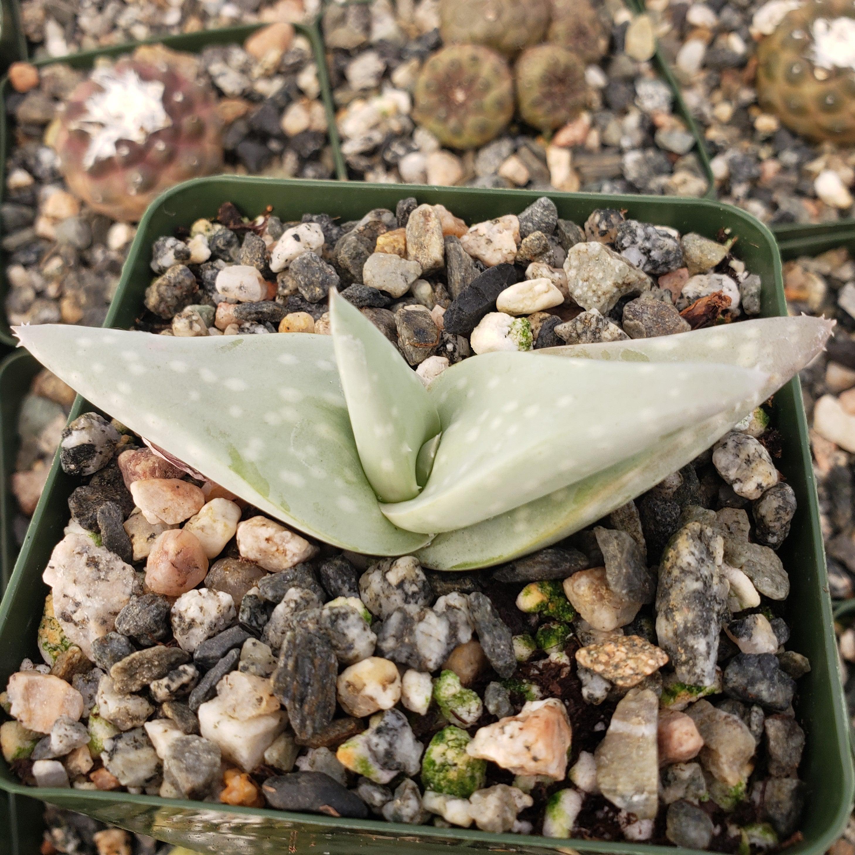 Aloe dhufarensis