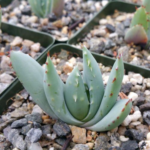 Aloe peglerae