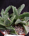 Faucaria tigrina