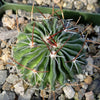 Echinofossulocactus crispatus