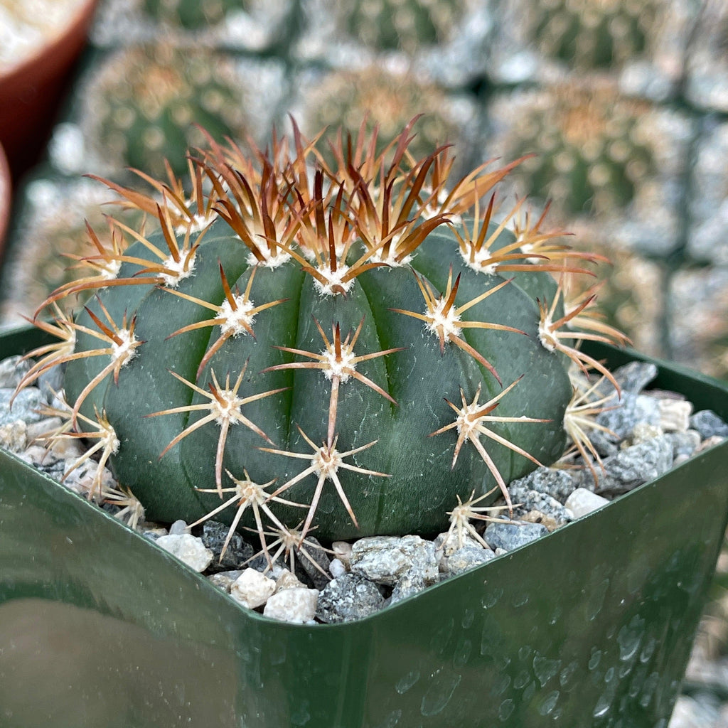 Melocactus conoideus