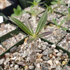 Pachypodium horombense