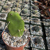 Opuntia quimilo