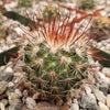 Mammillaria moelleriana