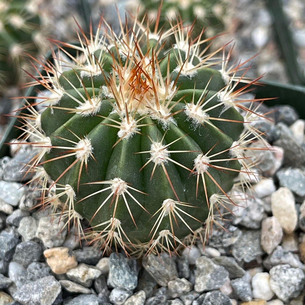 Melocactus guitartii