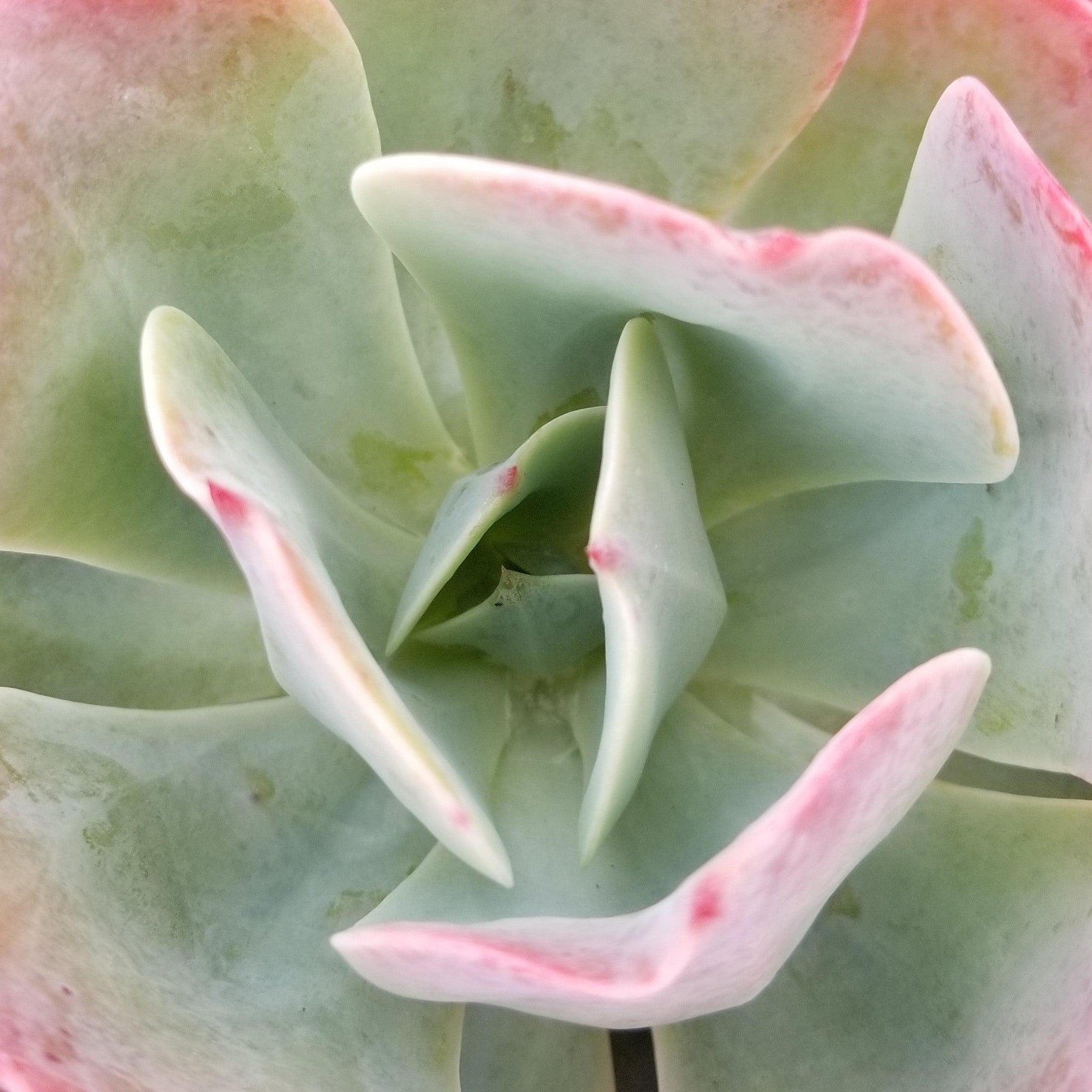 blue sky succulent care Purchase Echeveria Blue Sky Online