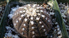 Gymnocalycium ragonesii