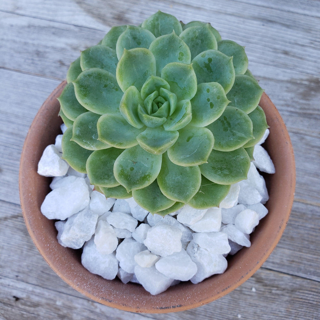White pebbles Rock Cactus and Succulent Top Soil Dressing