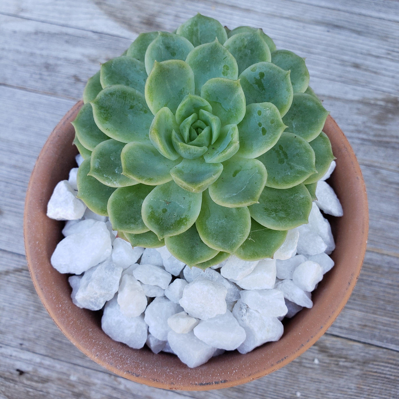 white succulent rocks 1 Lb White pebbles Rock Cactus and Succulent Top Soil Dressing – Planet Desert