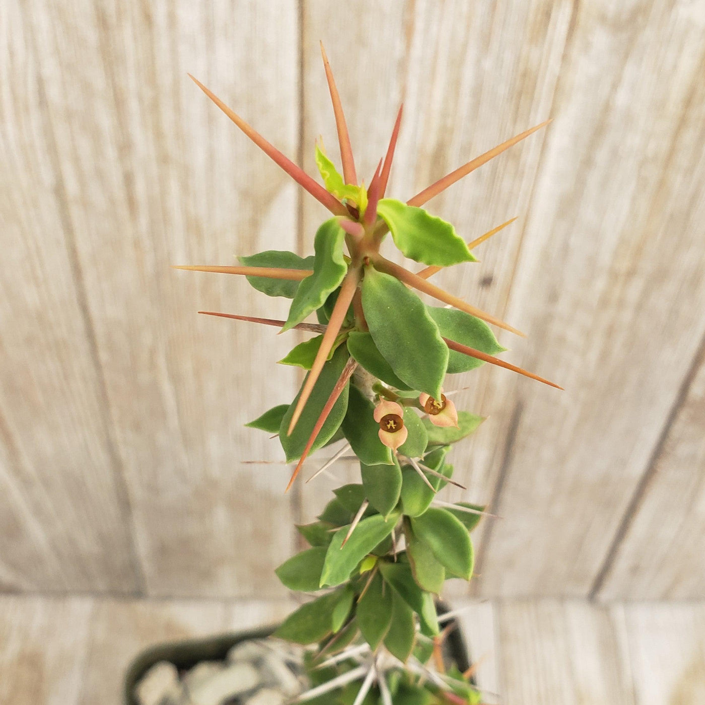 behartii succulent Shop For Euphorbia Beharensis | Rare Plant Variety