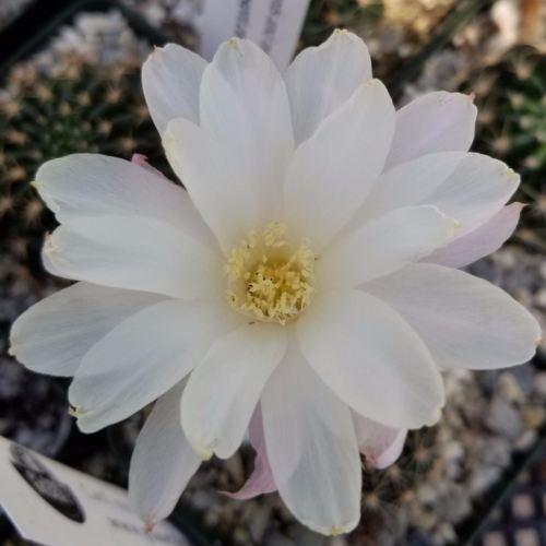 Lobivia or Echinopsis ancistrophora kratochviliana